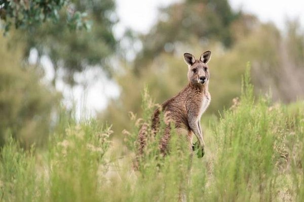 Top 10 des Sites Naturels Incontournables en Australie : Émerveillez-Vous Devant la Beauté Sauvage Down Under